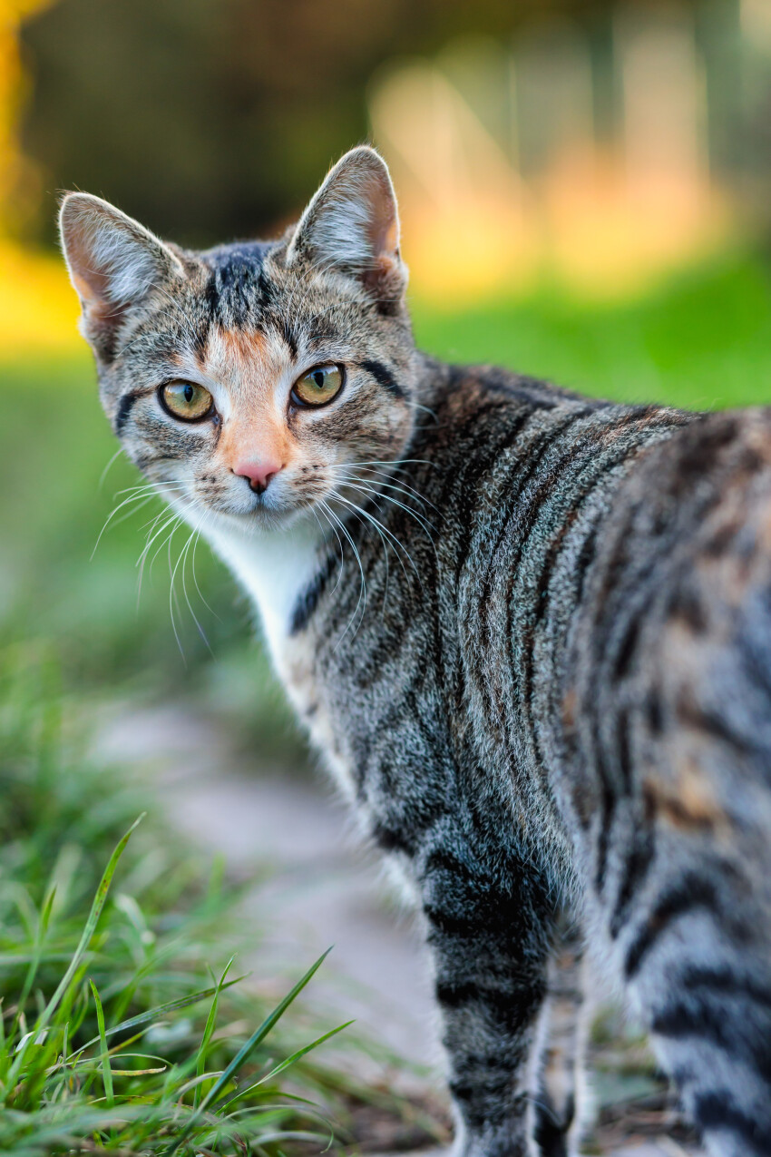 Gray striped cat