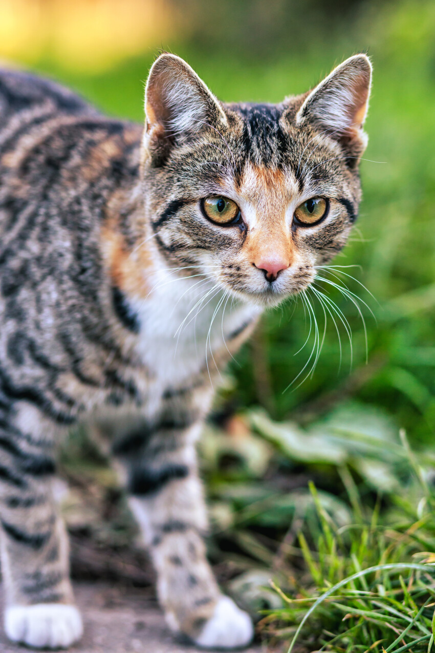 Cute gray striped cat in garden