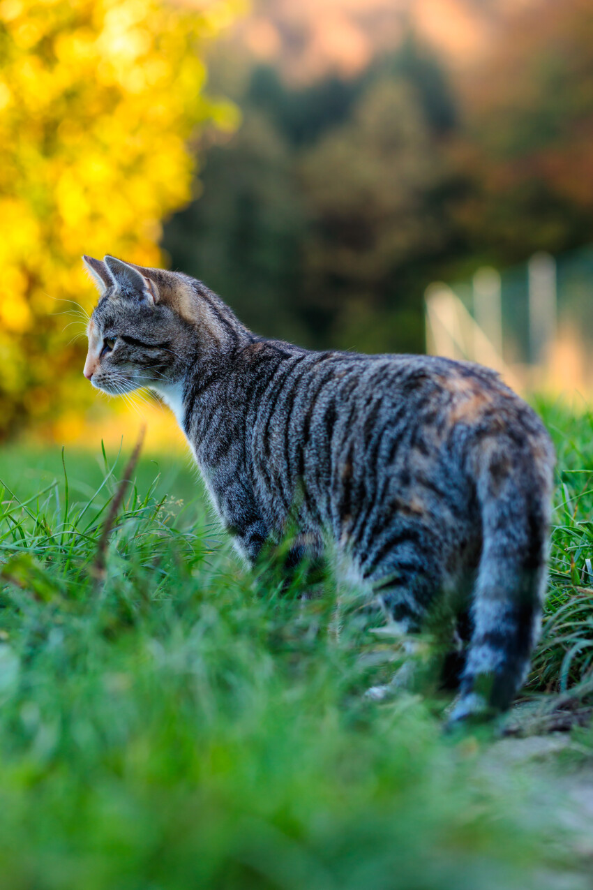 Cute gray striped cat in the garden looks into the distance