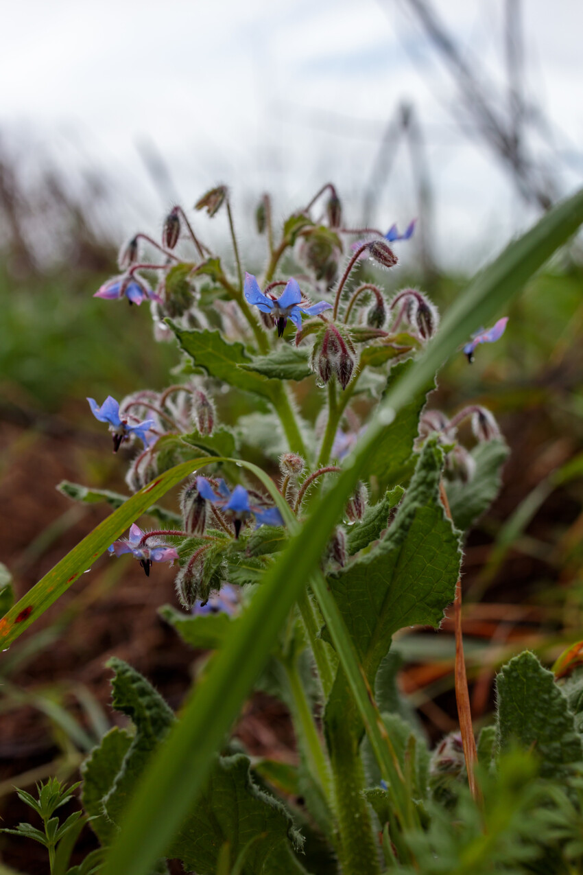 Borage