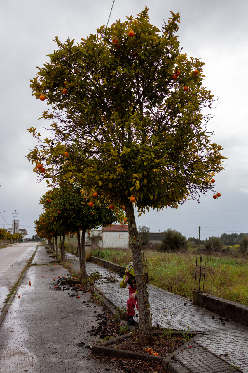 Orange tree in the rain