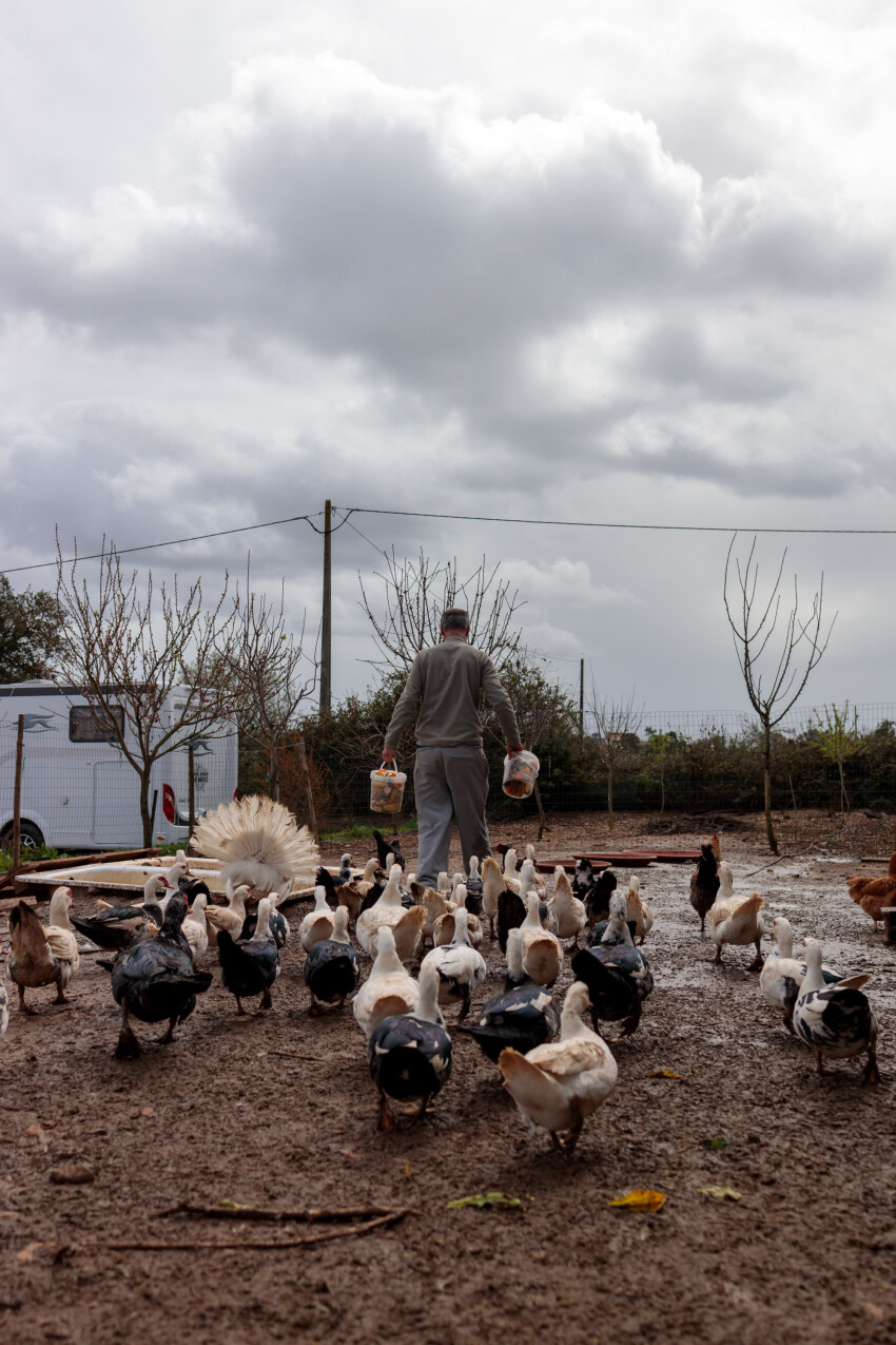 Farmer feeds ducks, chickens and turkeys
