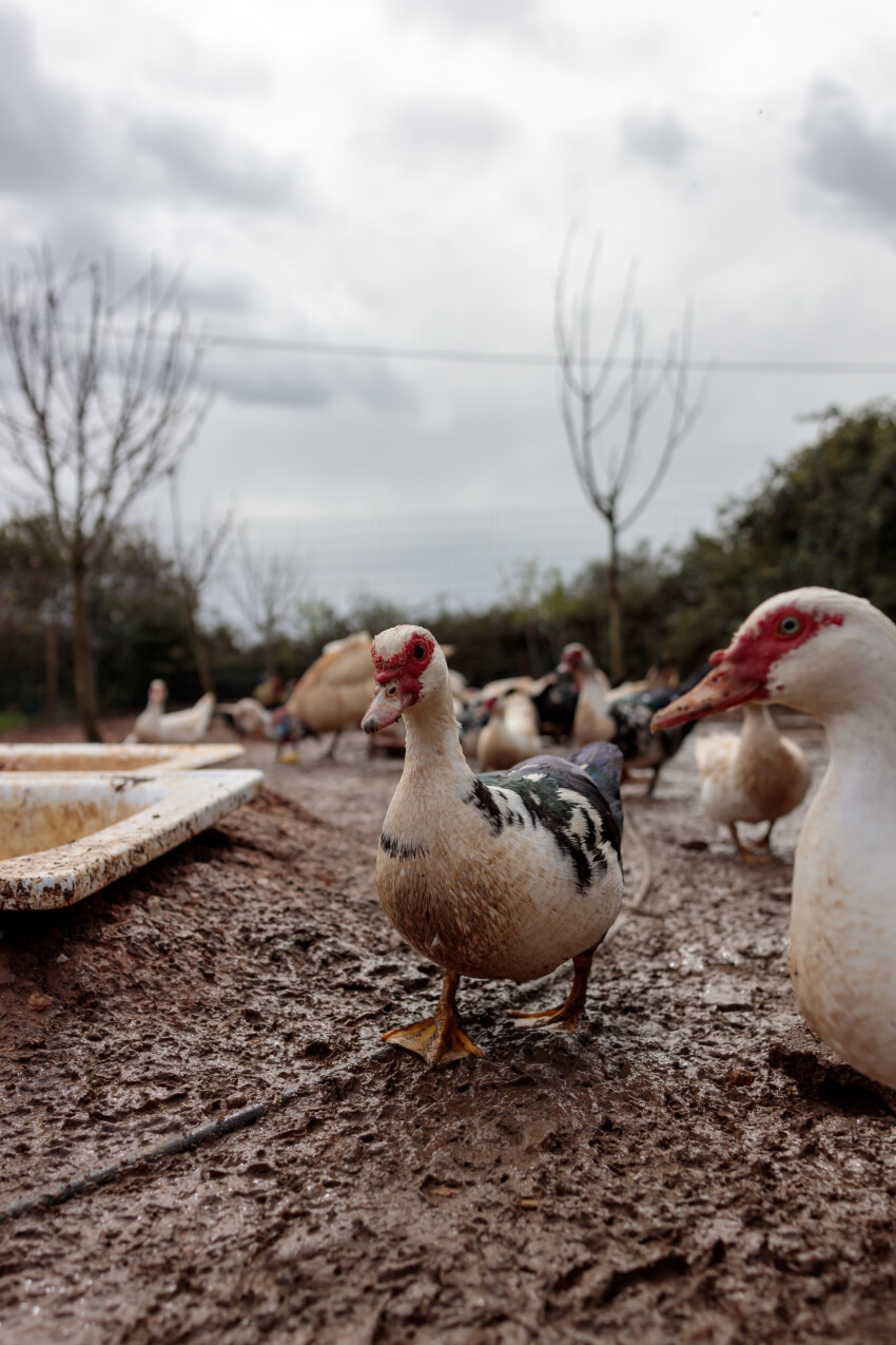 Muscovy duck