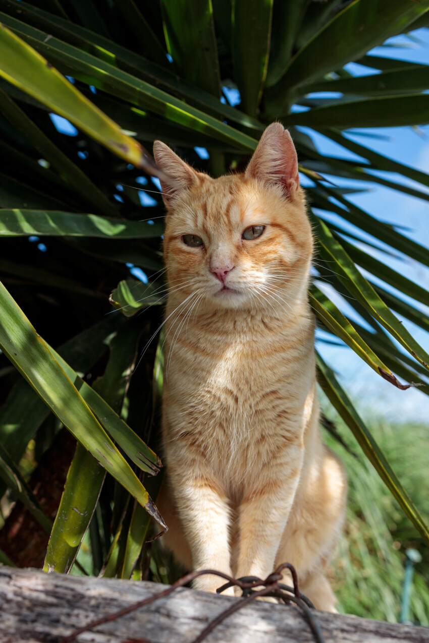 Red cat sitting under a palm tree and looks to the left