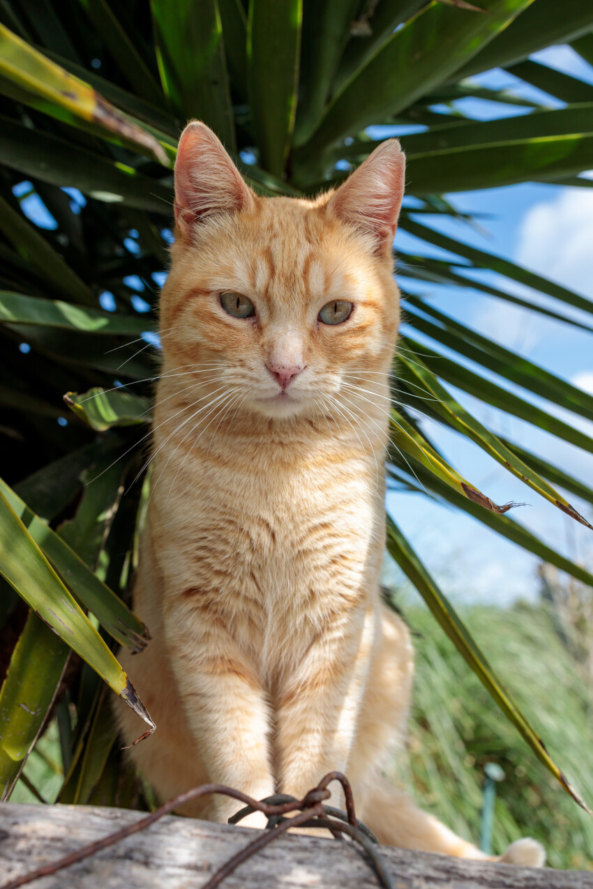 Red cat sitting under a palm tree