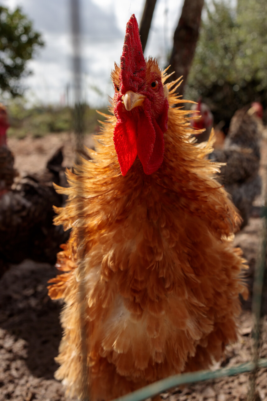 Red feathered cock