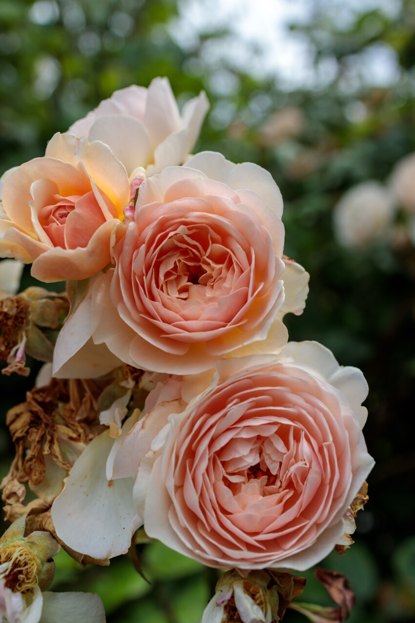 pink roses in a garden