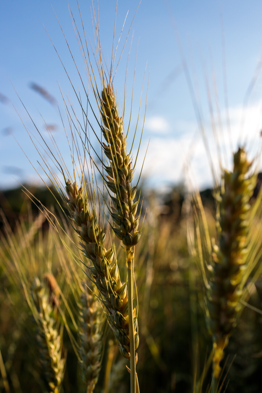 ears of wheat on a field