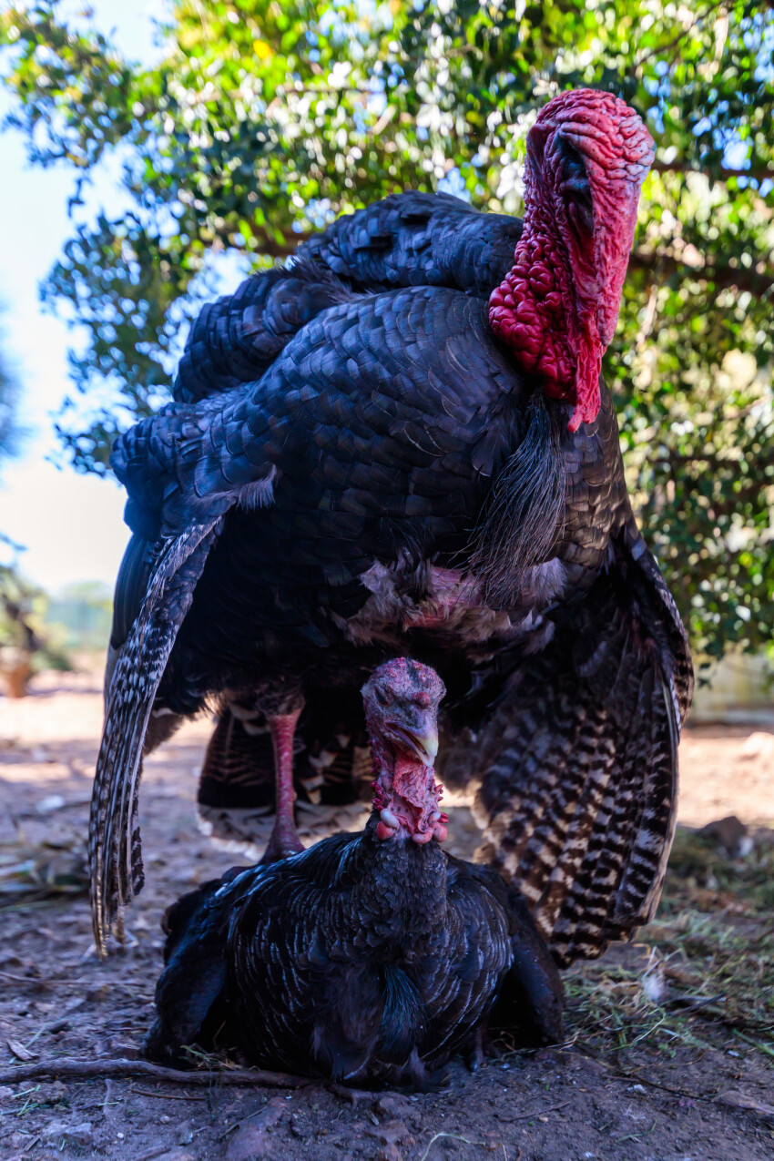 Turkeys at mating on a farm