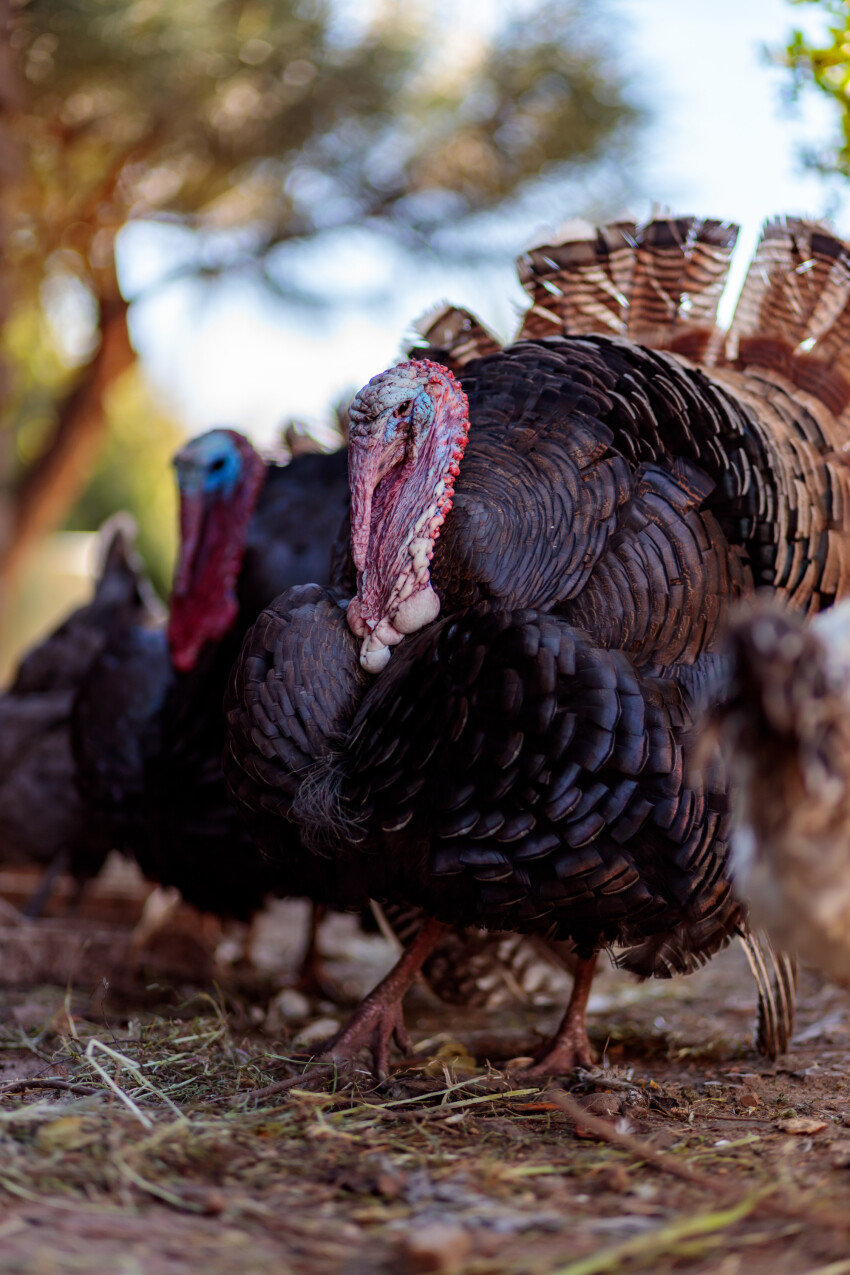 Turkey on a farm in Portugal