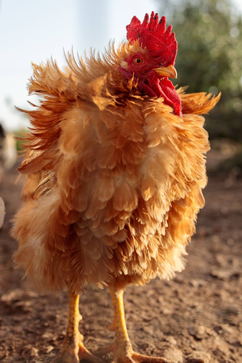 Red rooster on a farm