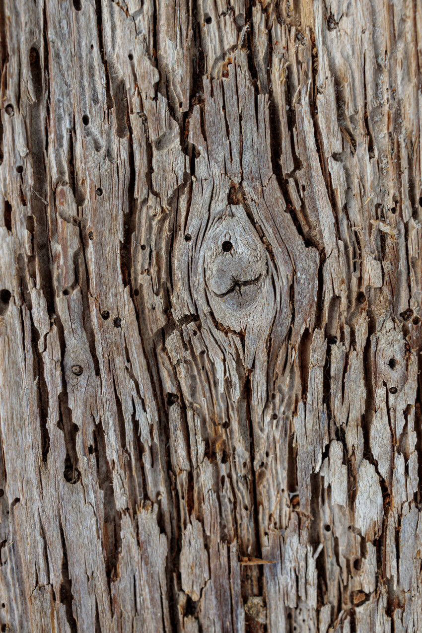 Gray grunge brown wood texture with holes