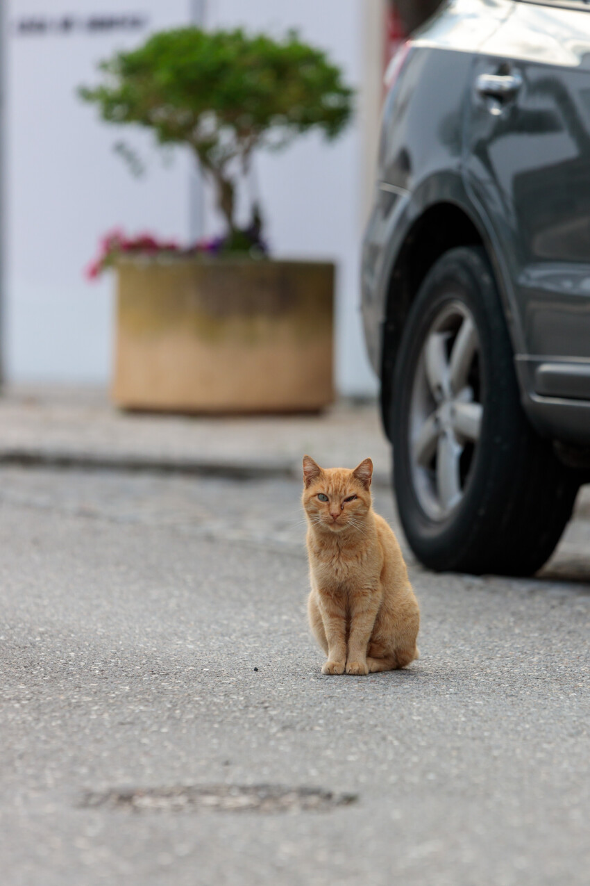 Red street cat in Portugal with only one eye