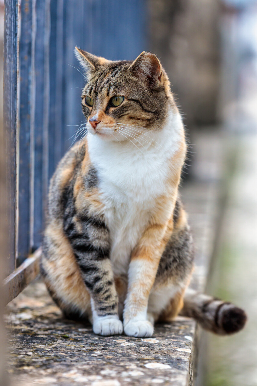 cat on a fence