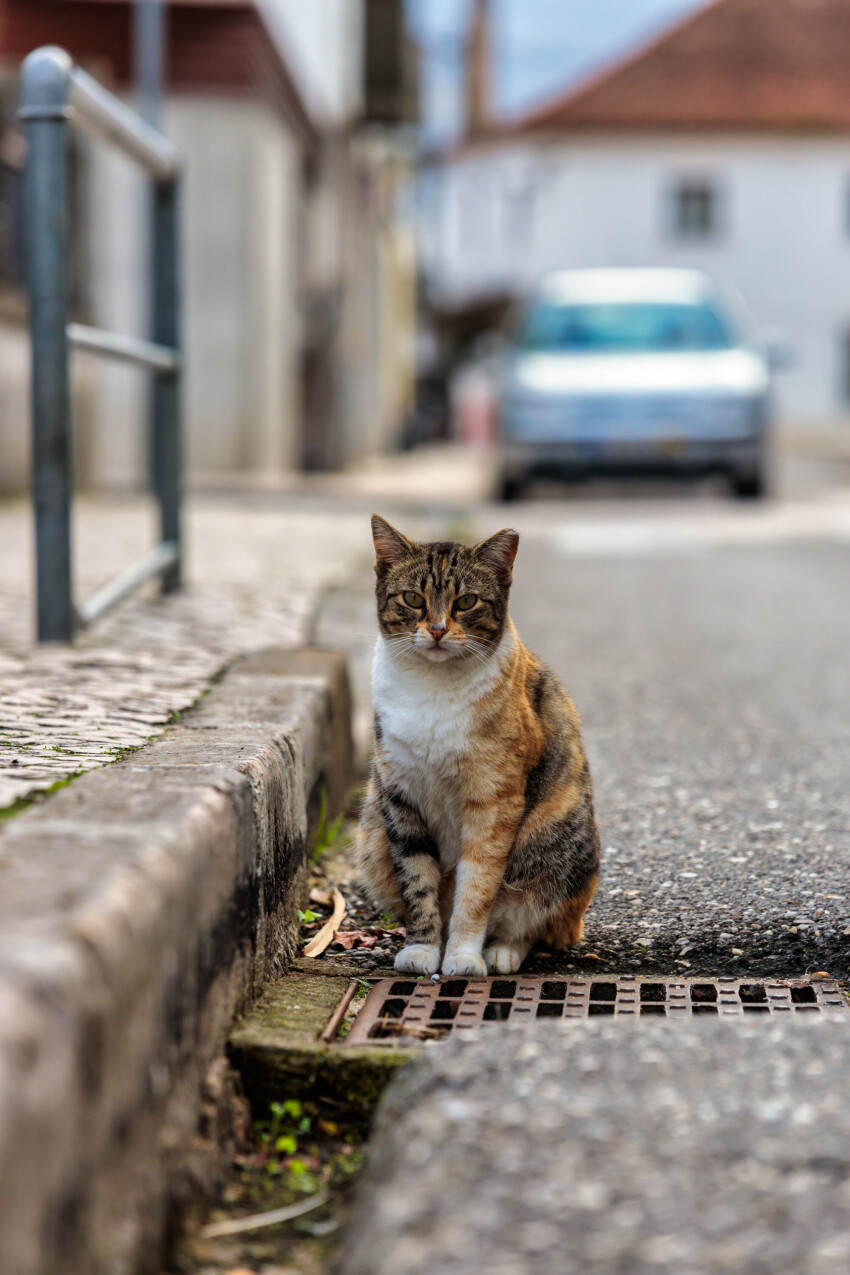 cat on the street