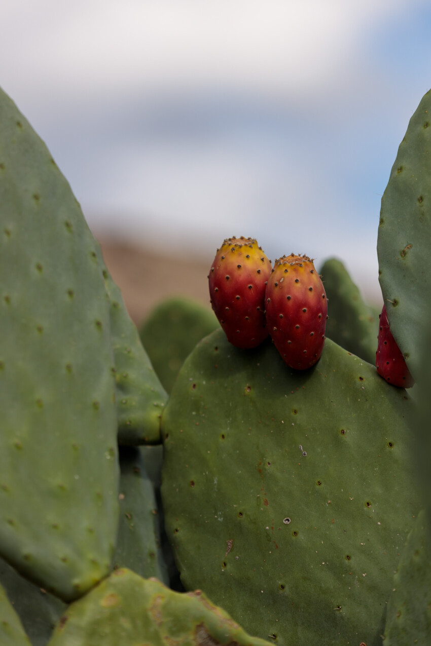Prickly pear cactus close up with fruit in red color, cactus spines. Vertical Shot