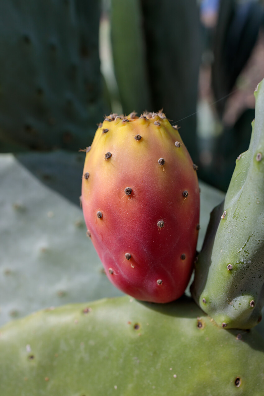 Prickly pear cactus close up with fruit in red color, cactus spines.