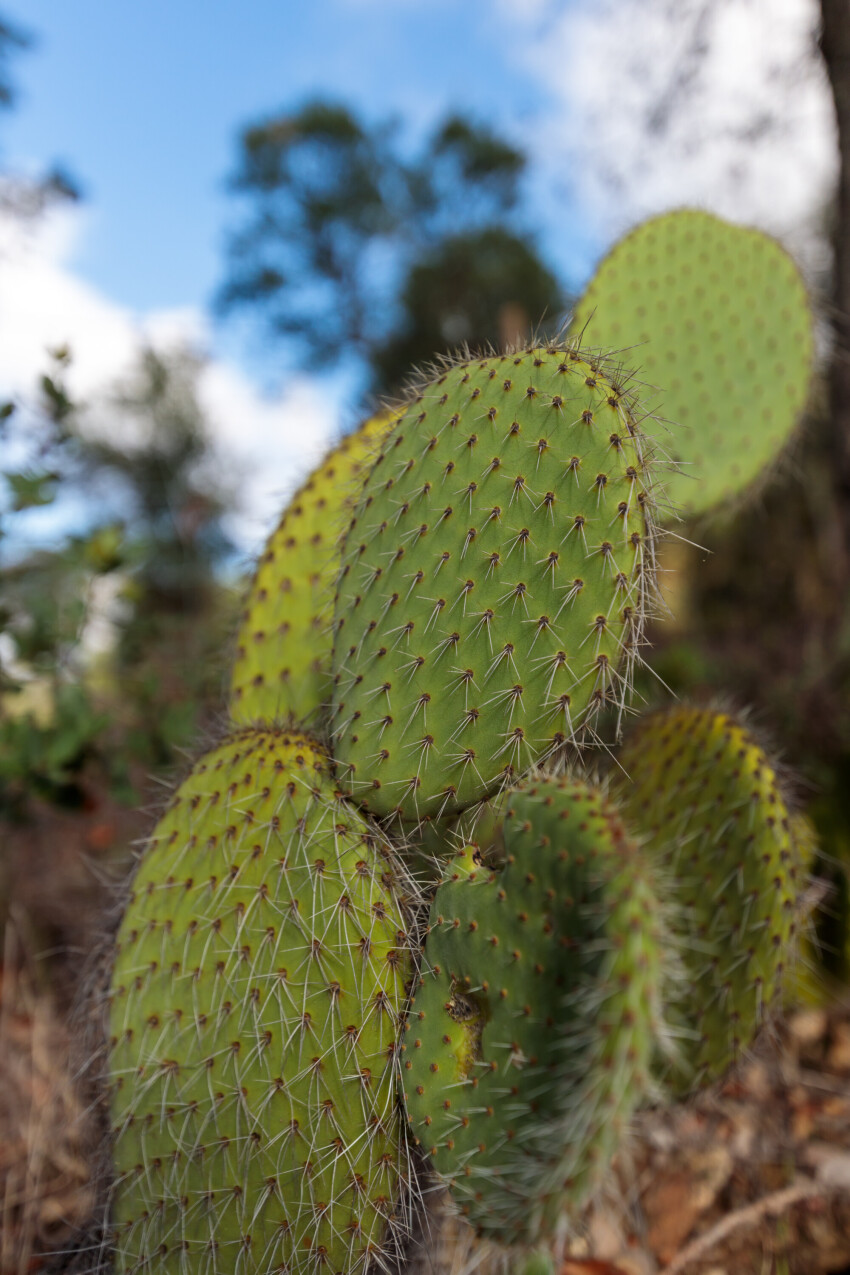 Opuntia lindheimeri. Texas prickly pear.