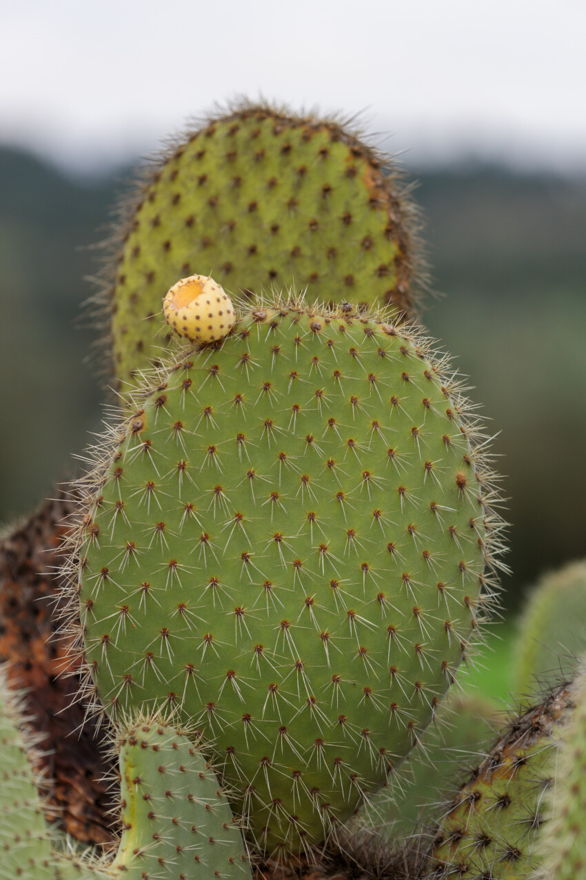 Prickly pear cactus (Opuntia ficus-indica) with sweet orange fruits.