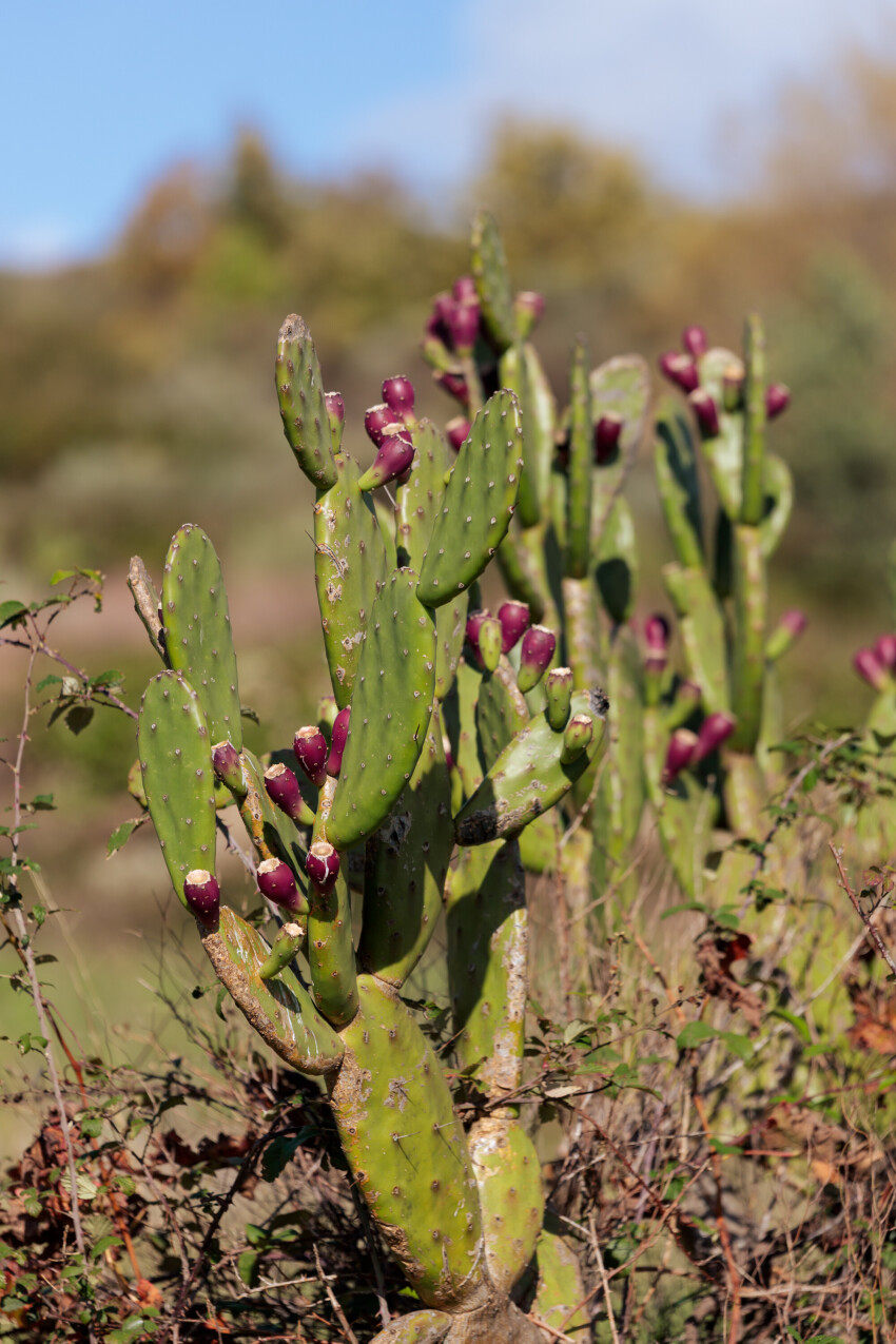 Prickly pear cactus opuntia, ficus, Indian fig opuntia with purple fruits.