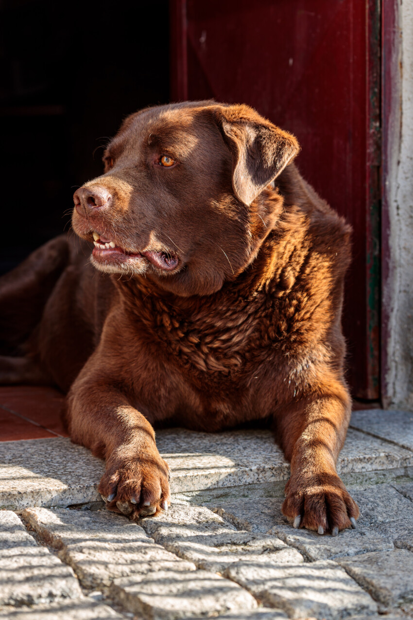 Faithful Watch: Brown Labrador Resting by the Front Door, Gazing Out