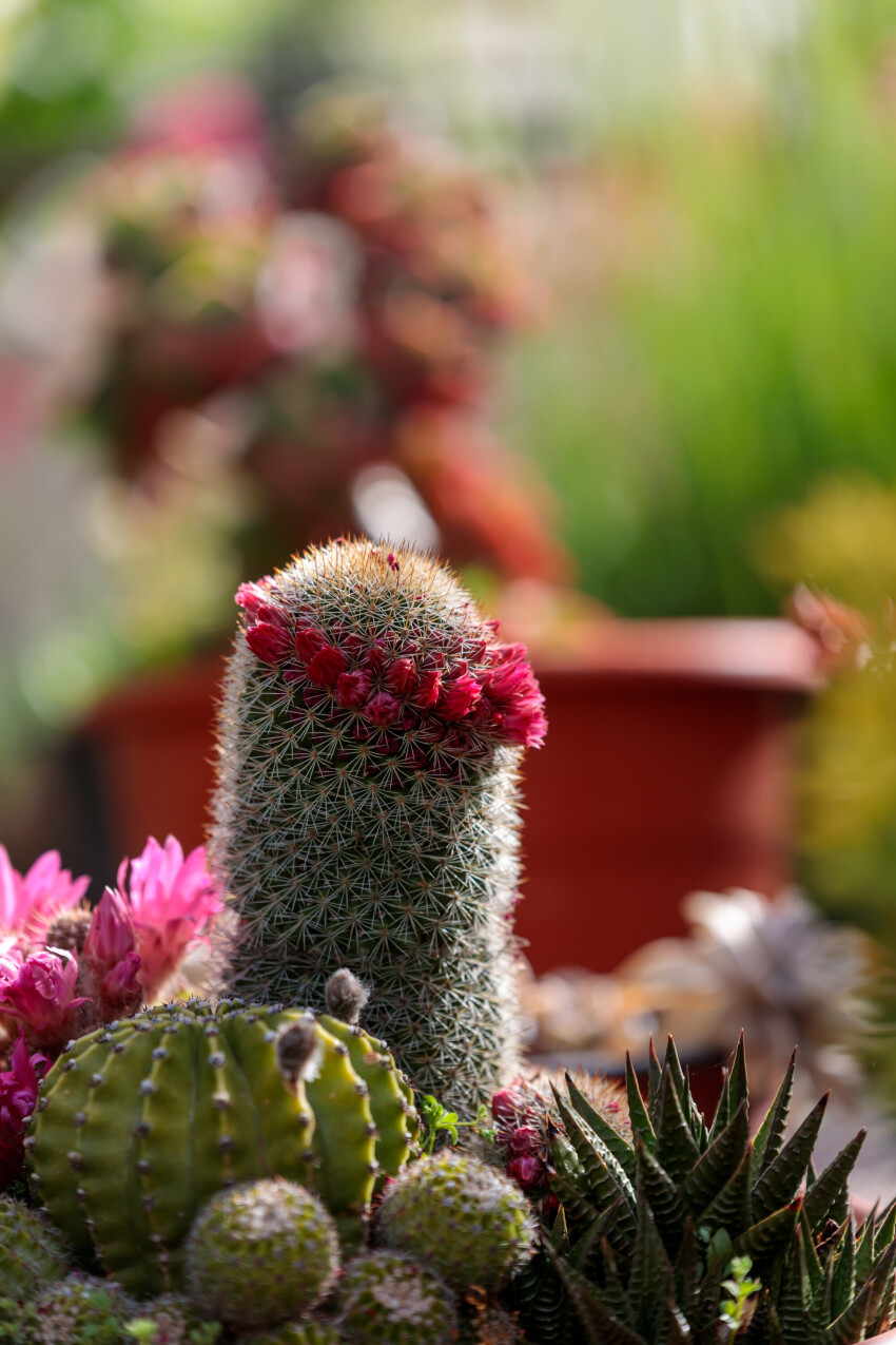 Radiant Beauty: Elegant Cactus Bloom in a Sunlit Garden