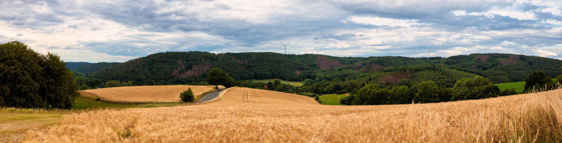 German wheat field