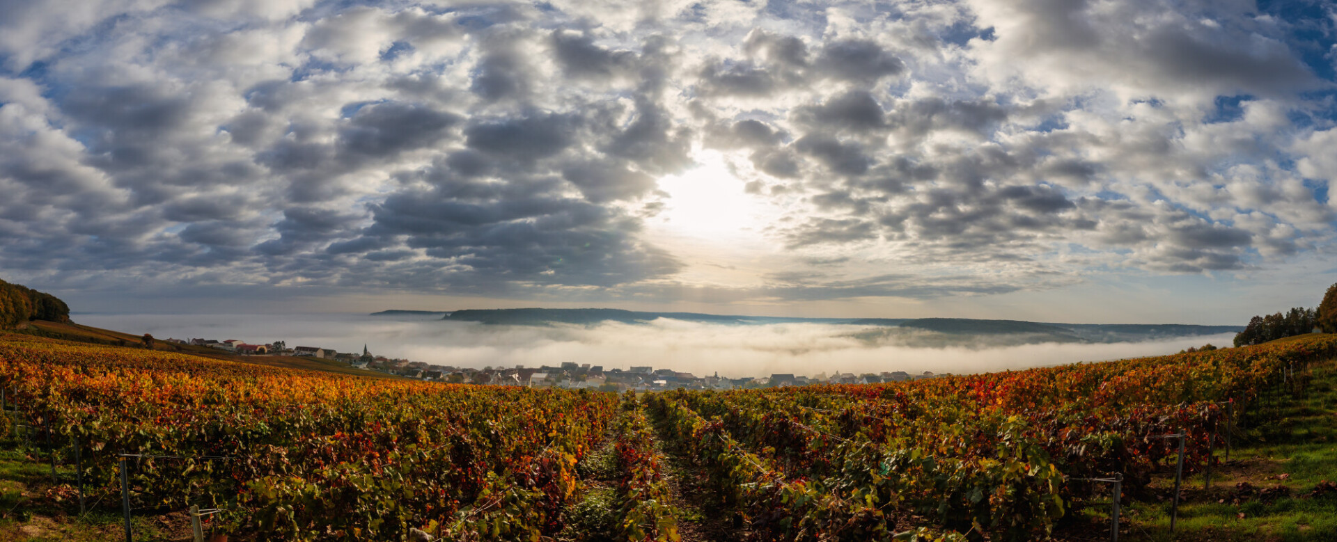 Vineyard in France shrouded in mist near the Avenue de Champagne