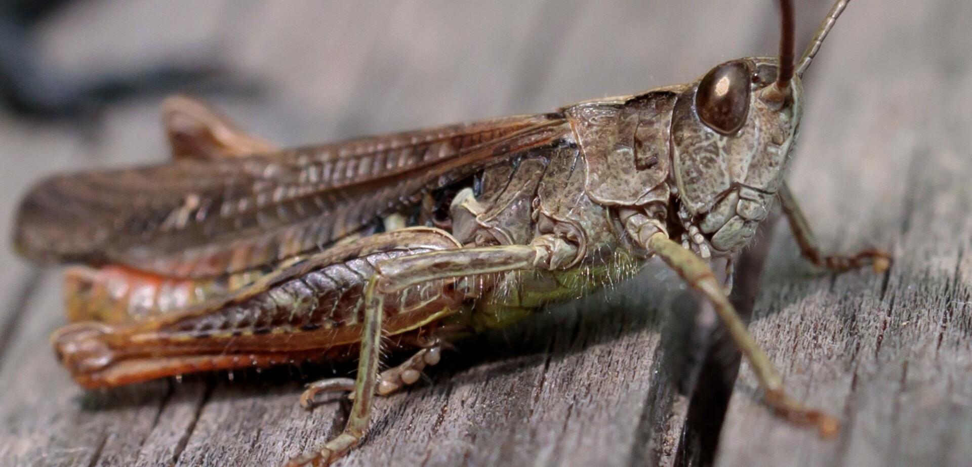 Brown grasshopper macro photo