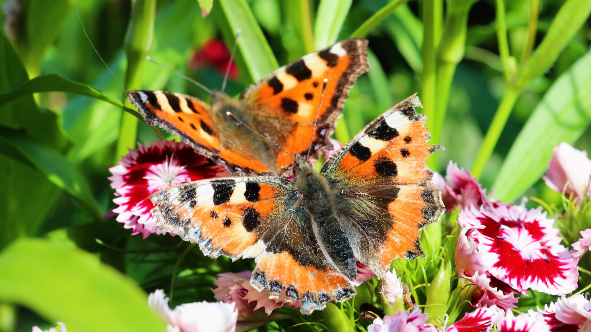 Vanessa cardui, painted lady or cosmopolitan butterfly