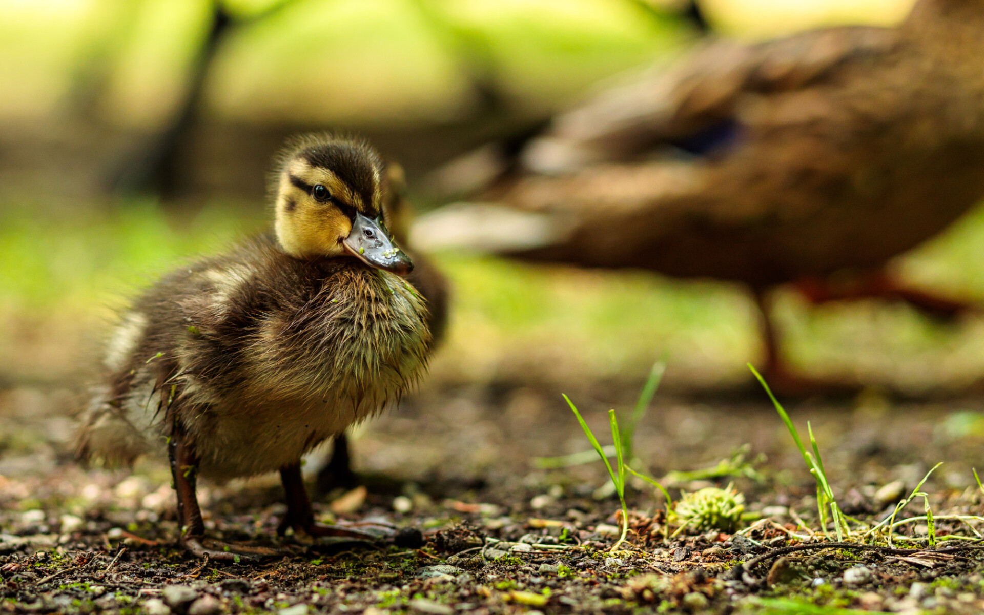Portrait of a duckling