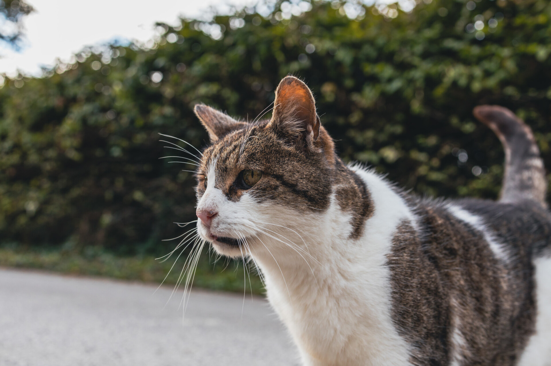 Encounter with a cat on the street