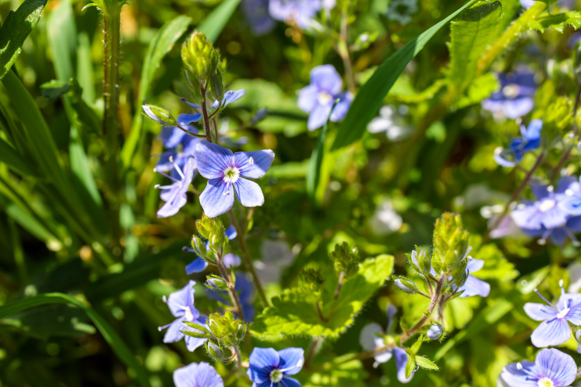 forget-me-nots flowers in the garden