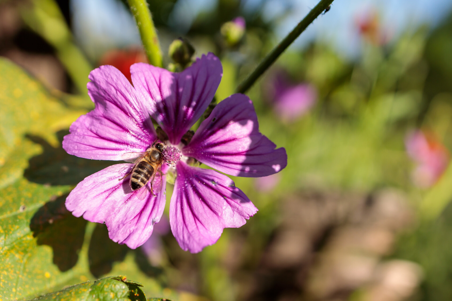 Honeybee on Dwarf mallow flower