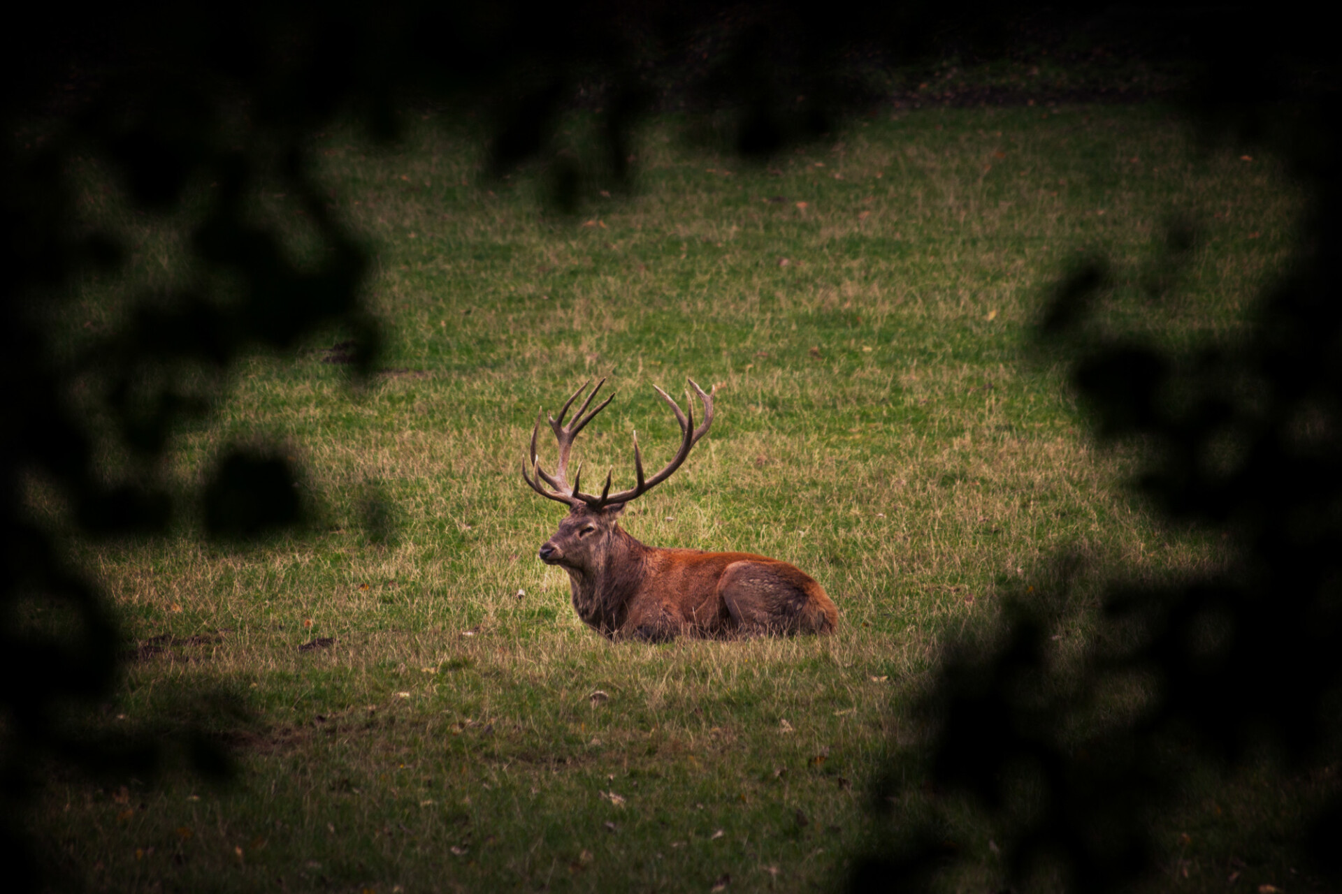 deer on meadow