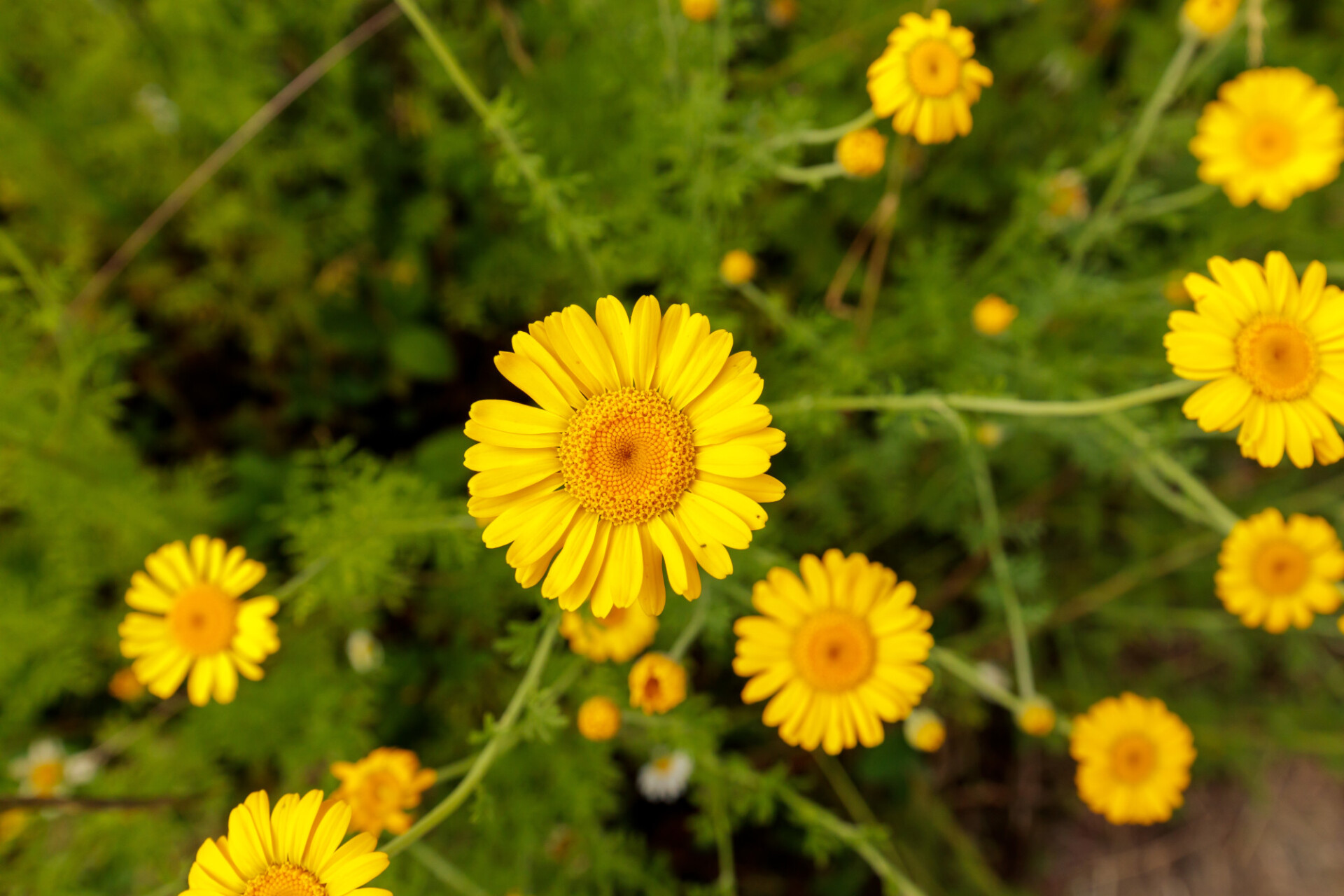 Yellow Chamomile, Cota tinctoria