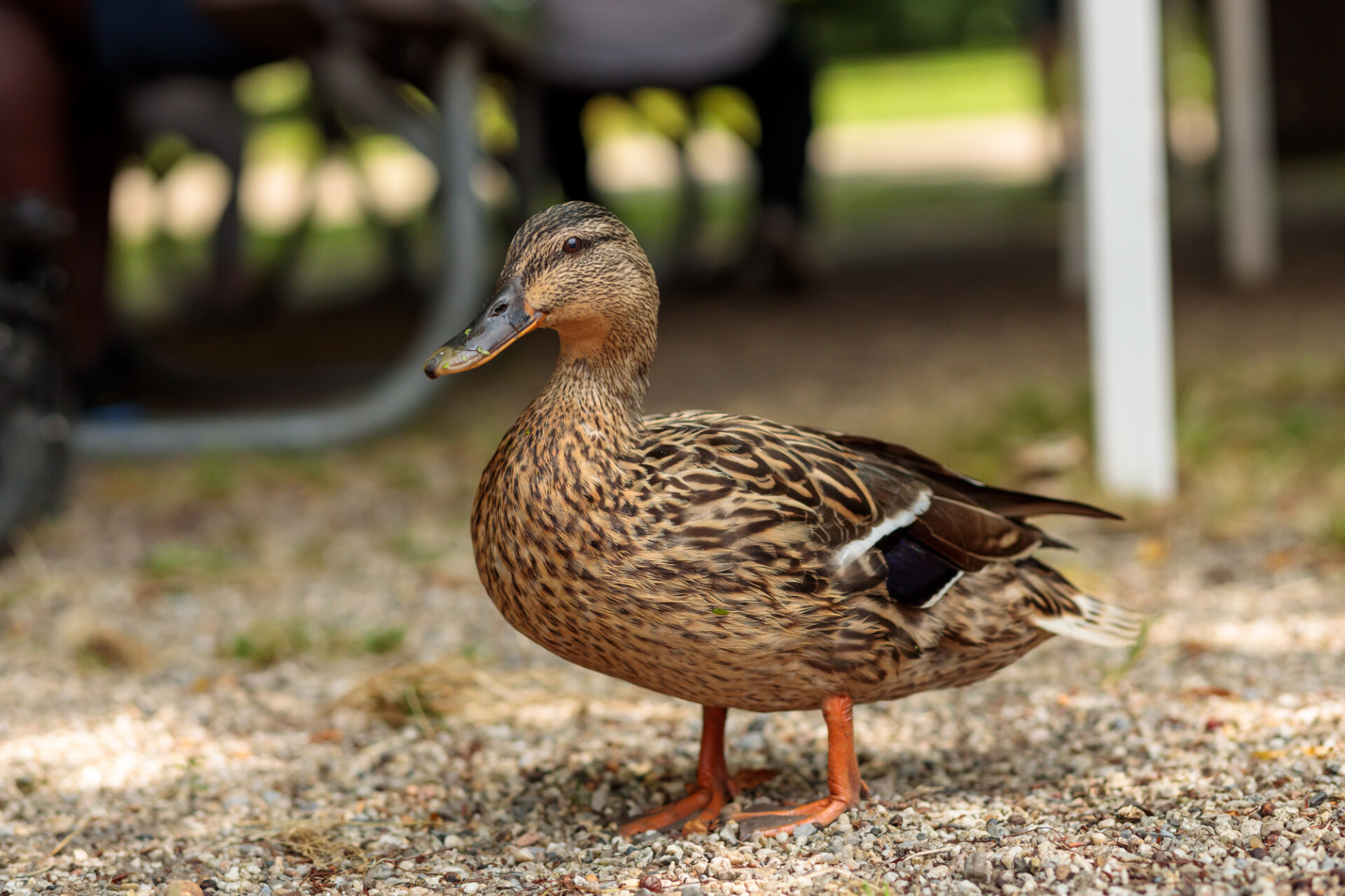 Cute duck in the park