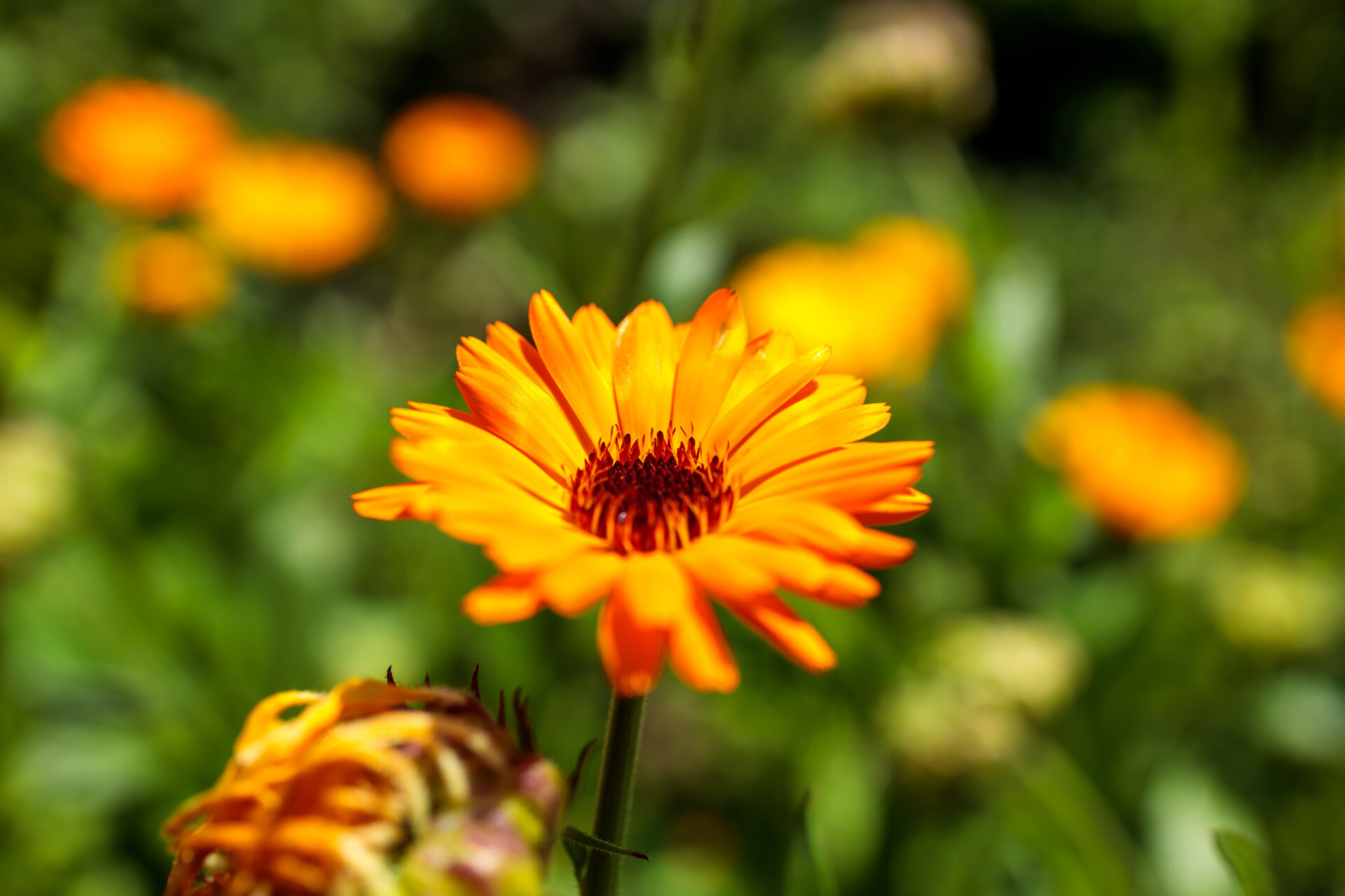 Magnificent marigold shines in the glow of light