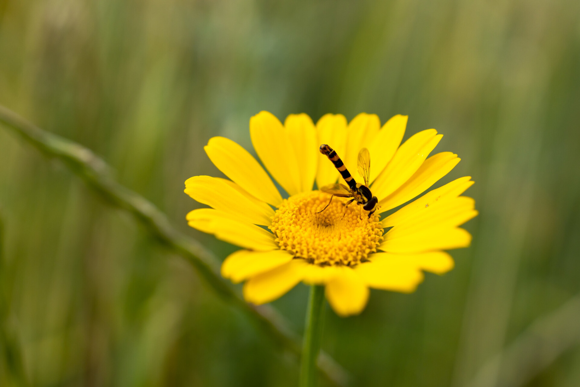 Hoverfly collecting nectar from a yellow chamomile flower