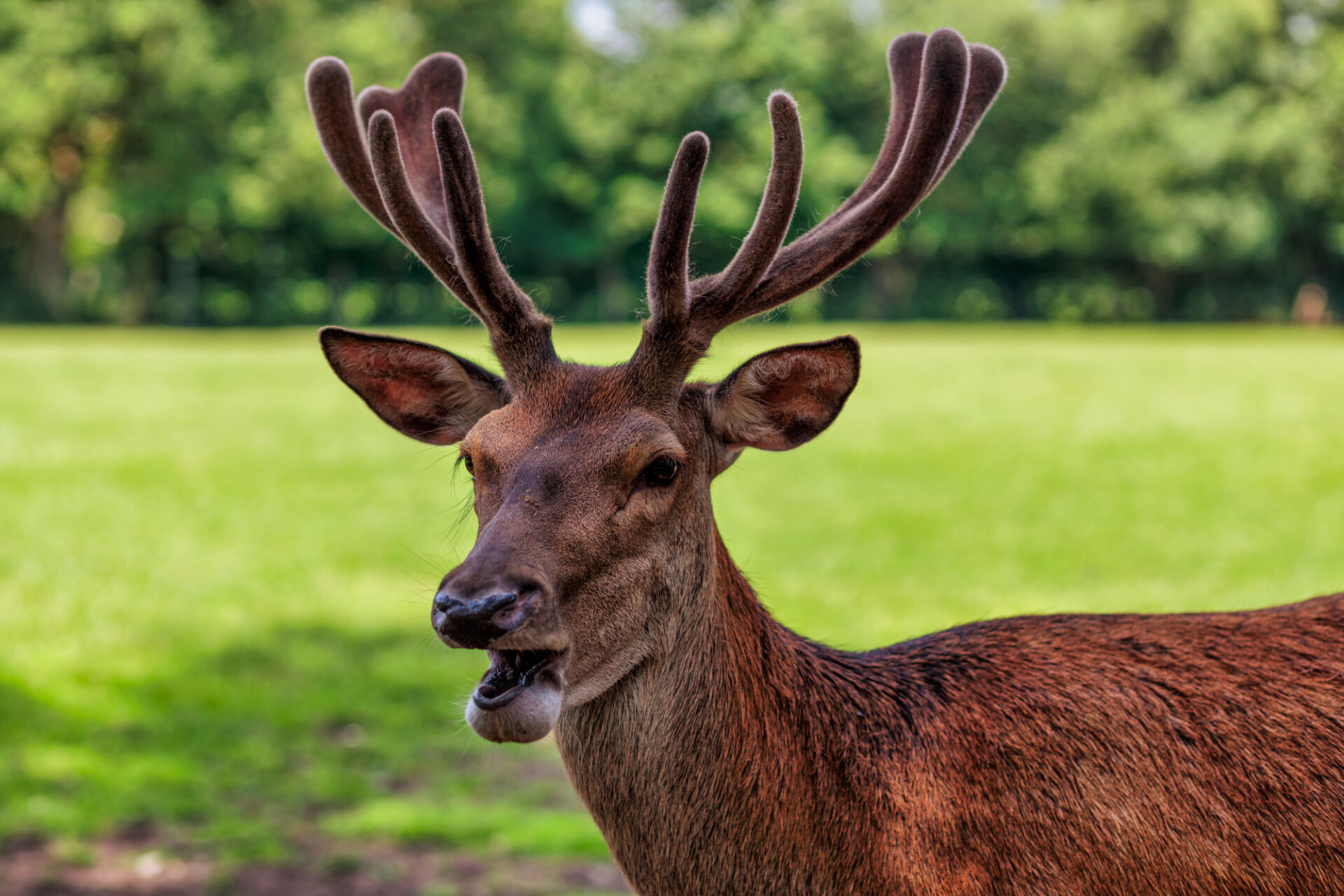 Deer portrait