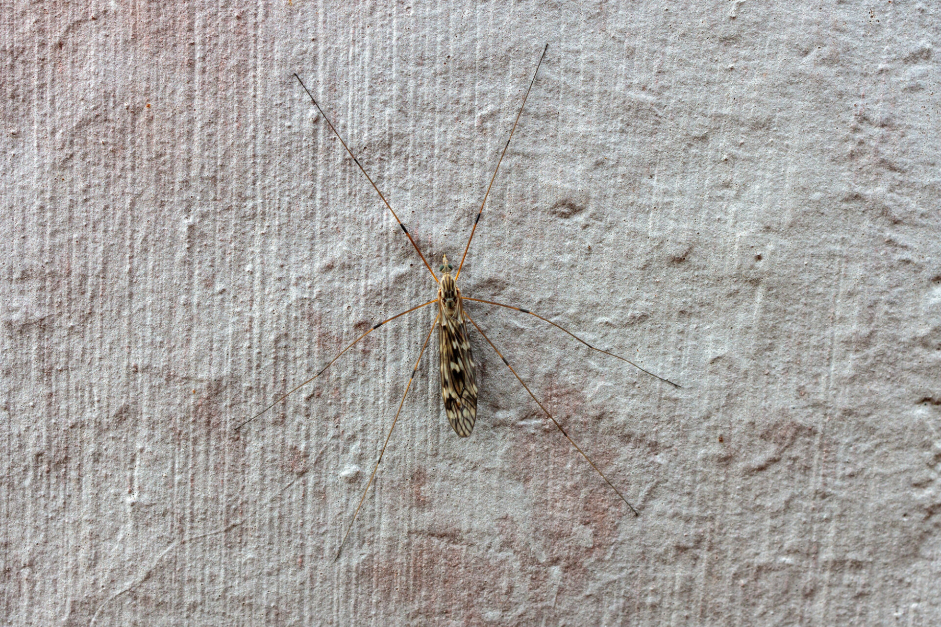 Weaver's Gnat on Cellar Wall