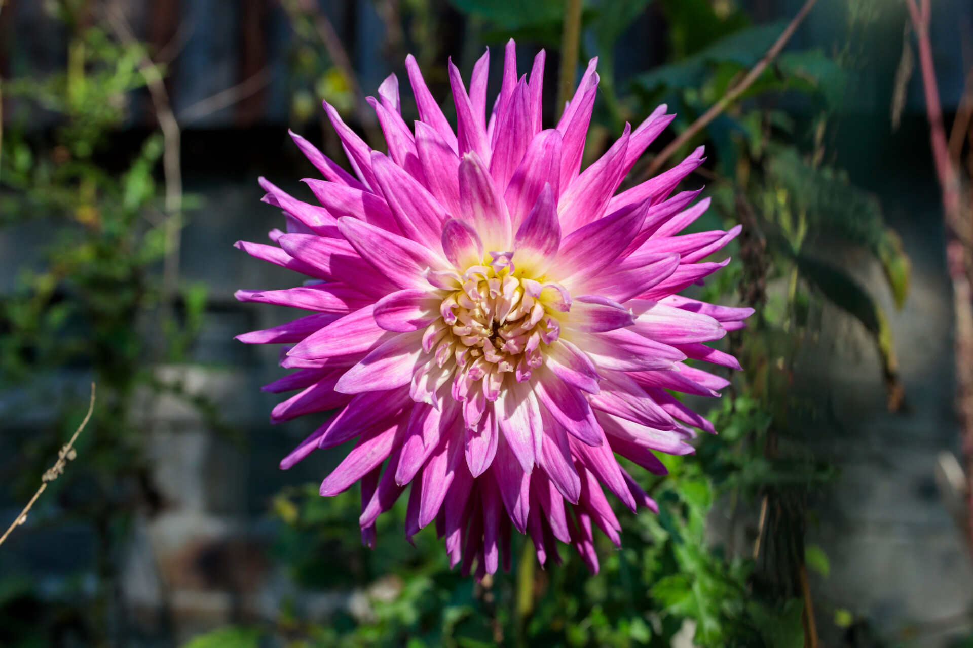 Gorgeous dahlia flower