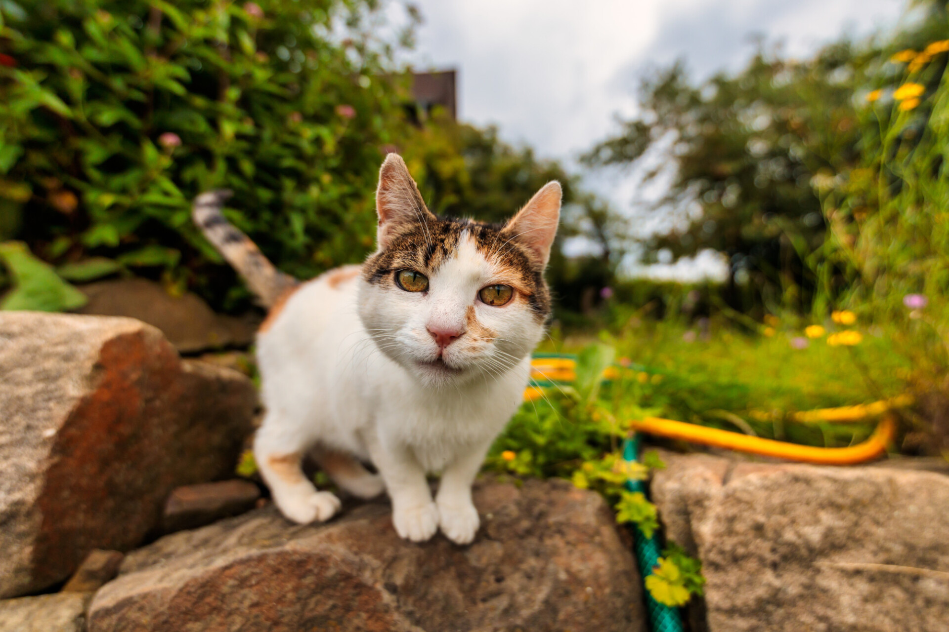 Cute little cat looks into the camera