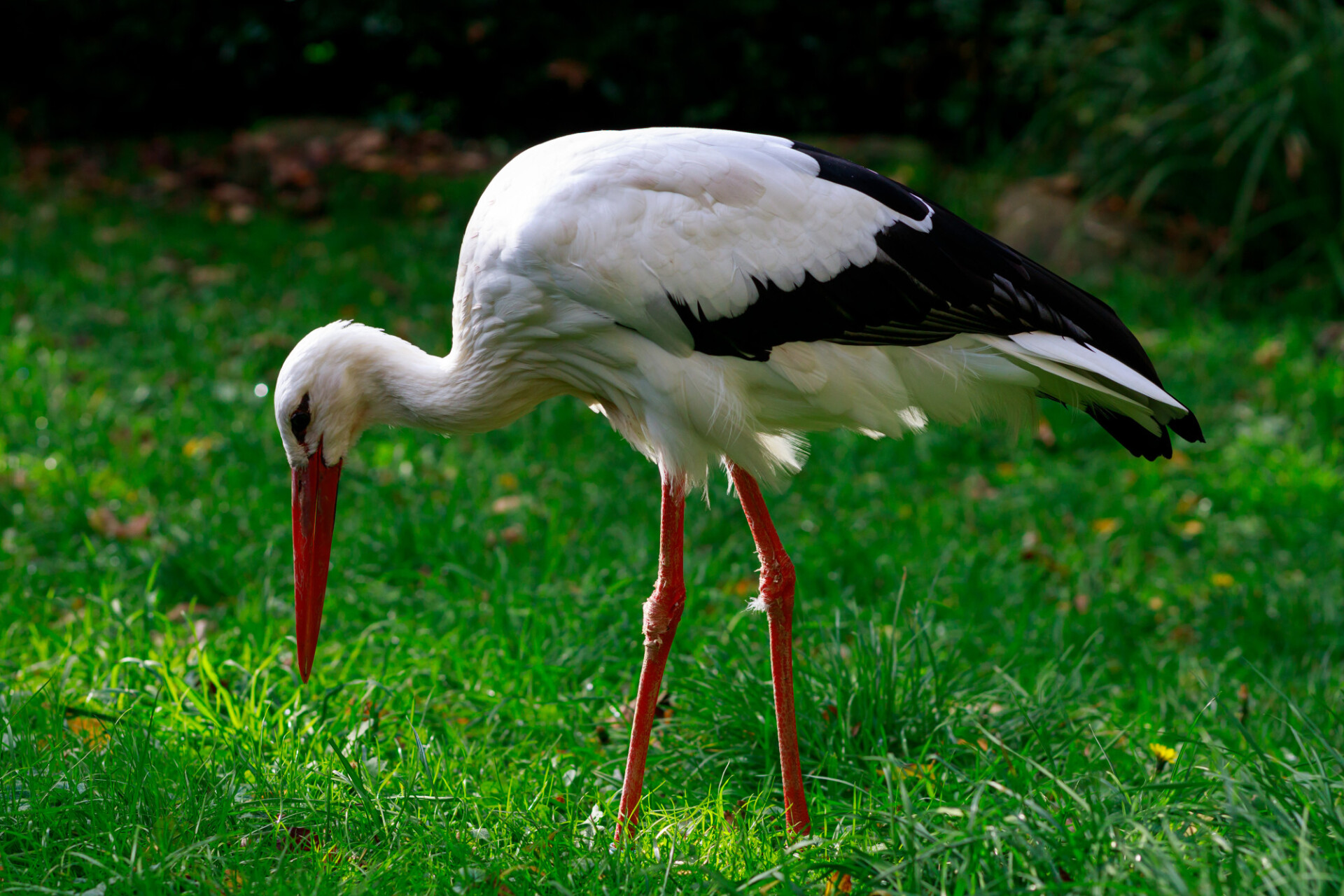 Stork on a meadow