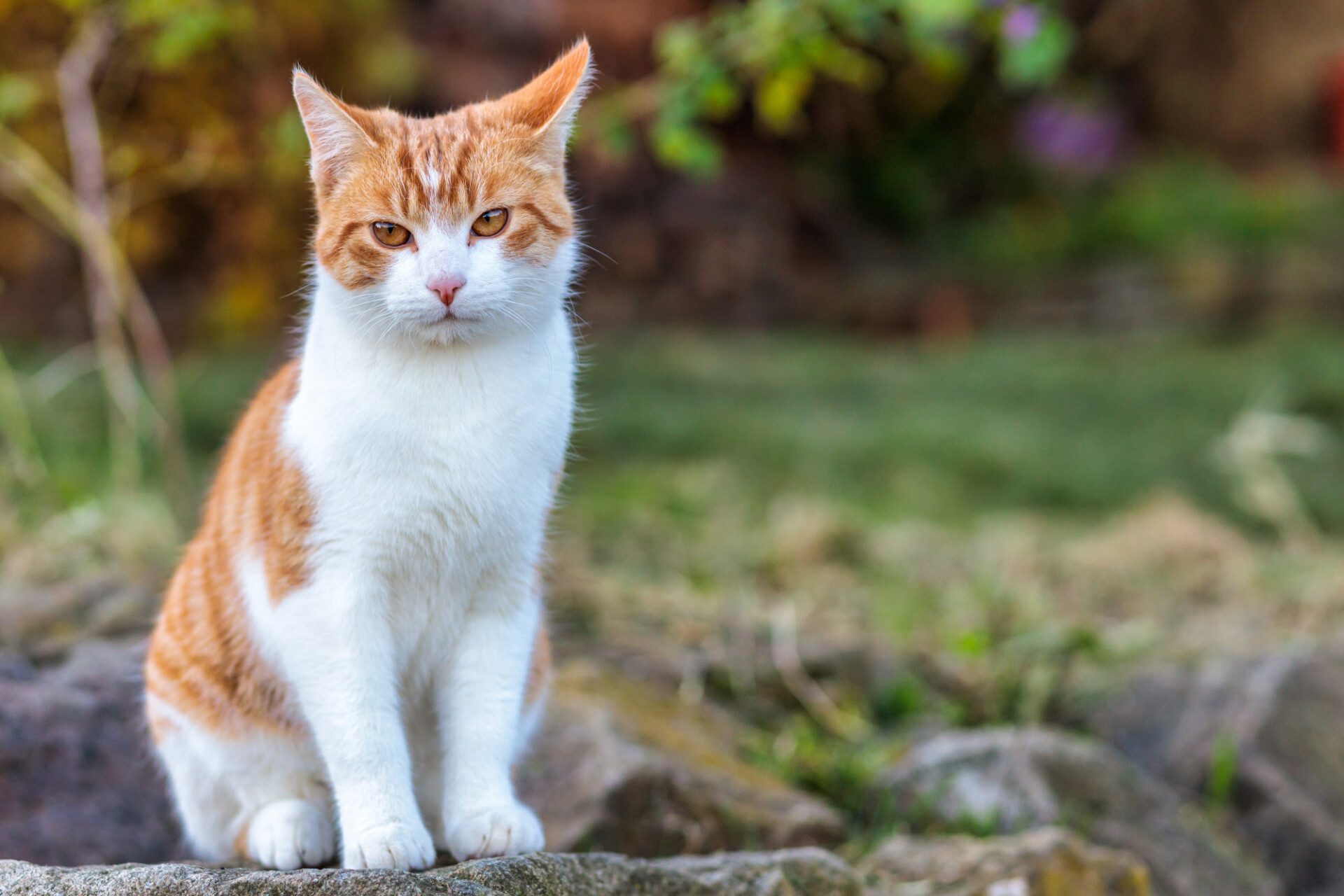 House cat in garden