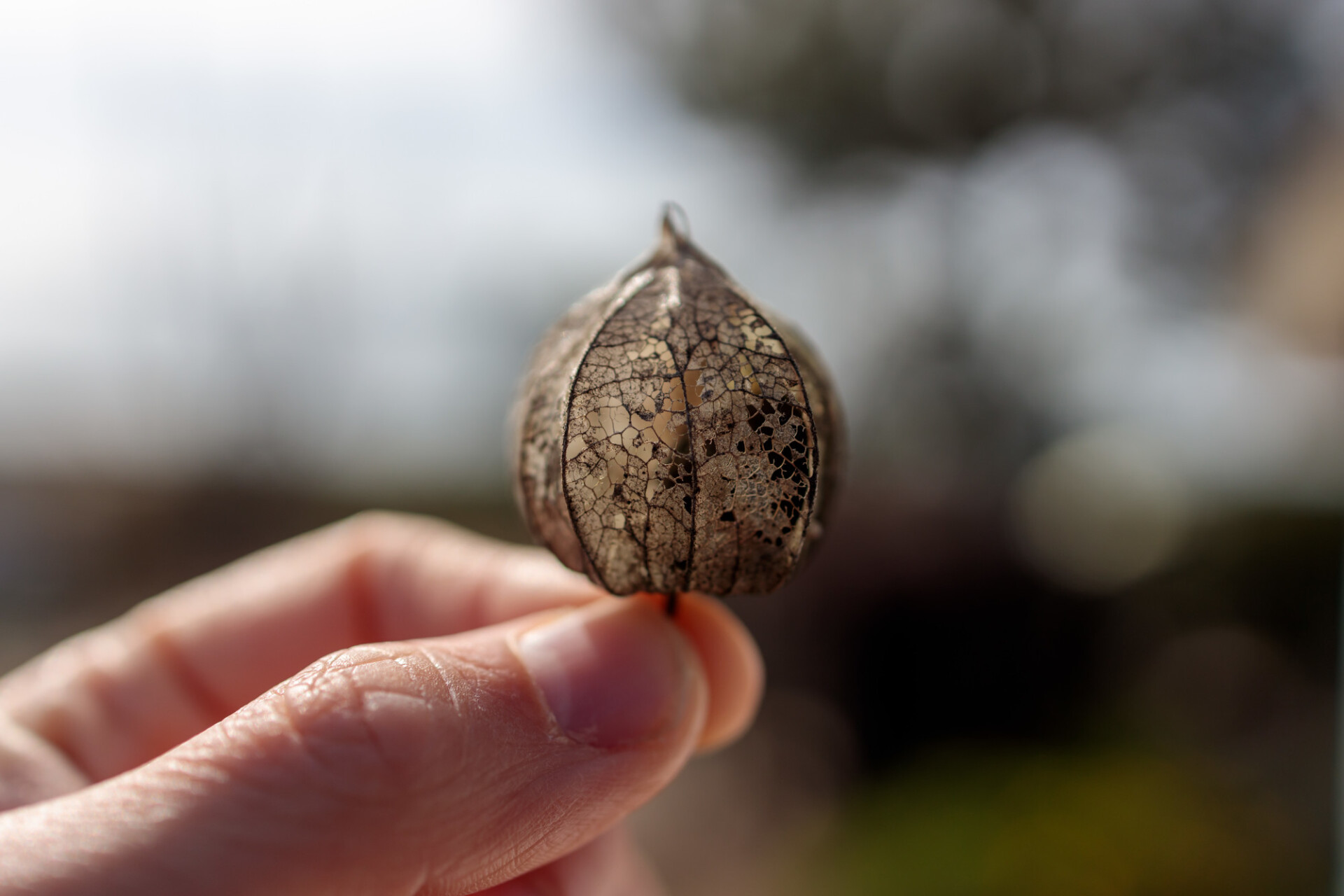Withered Physalis Cover in a Hand