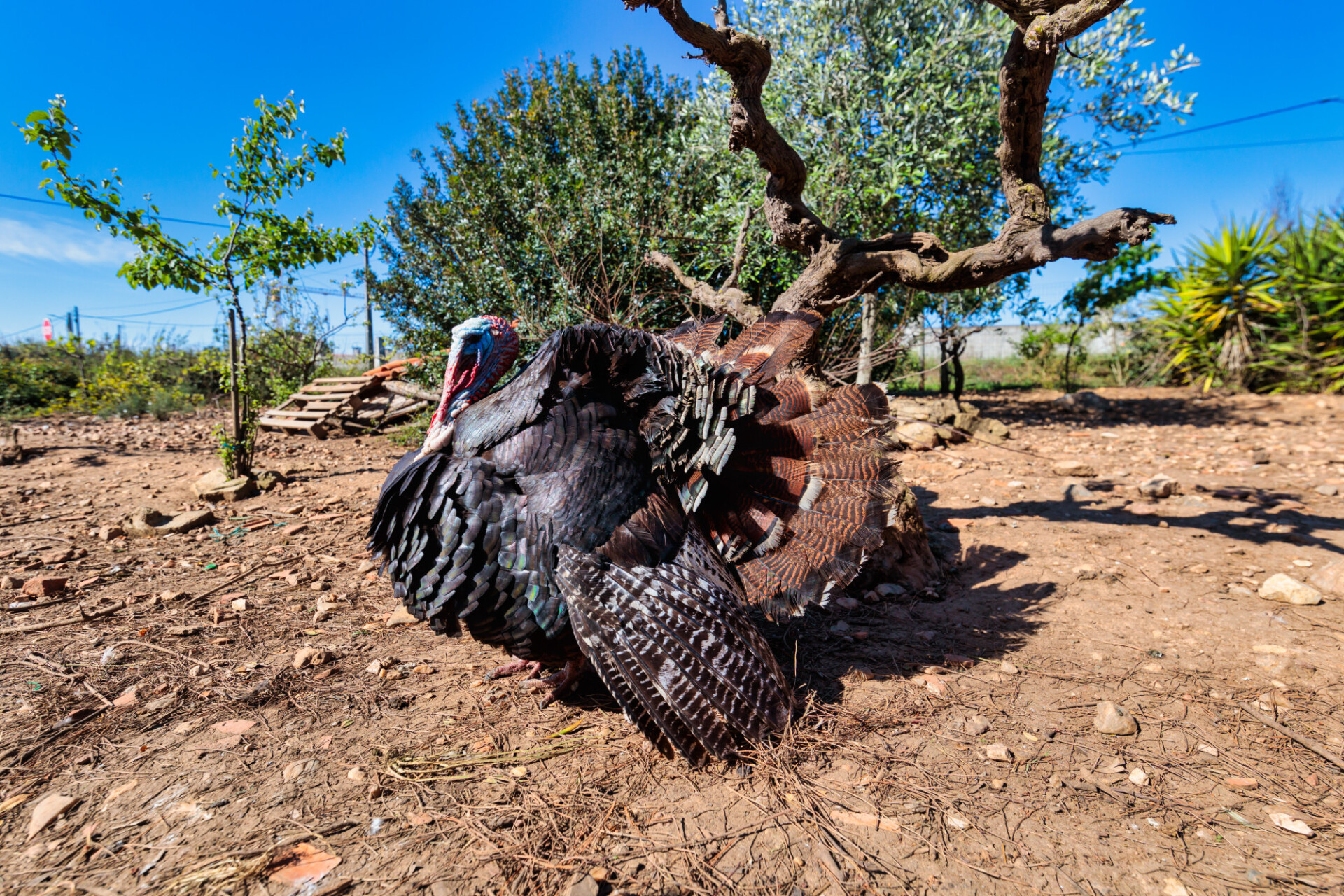 Turkey on a organic farm