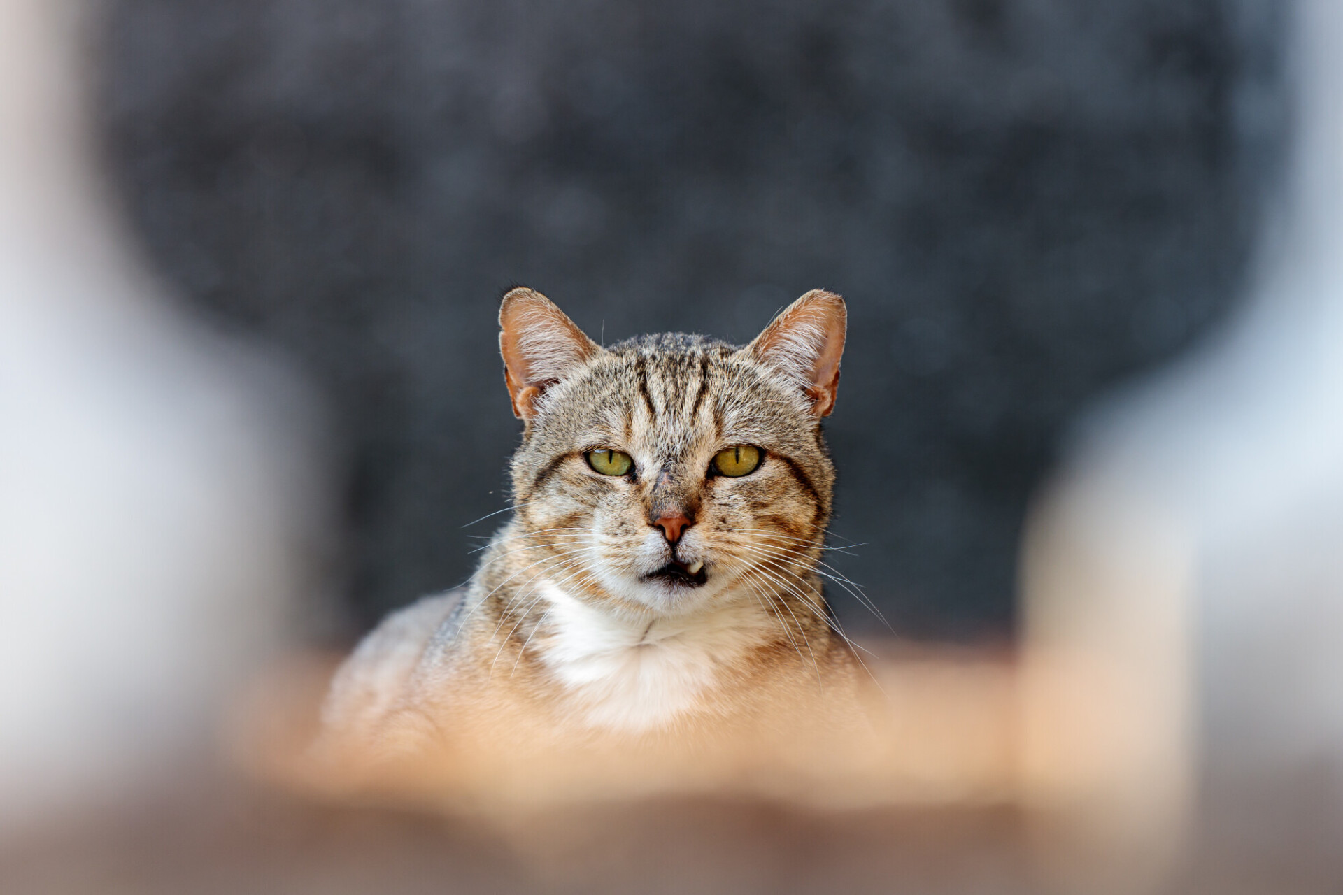 Quirky Elegance: Portrait of a Gray Striped Street Cat with Crooked Tooth