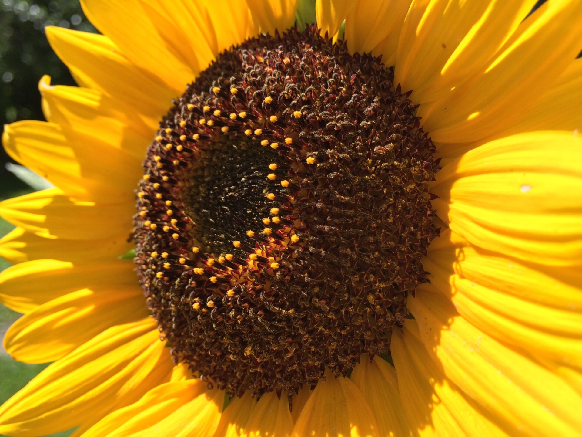 Beautiful Yellow Sunflower