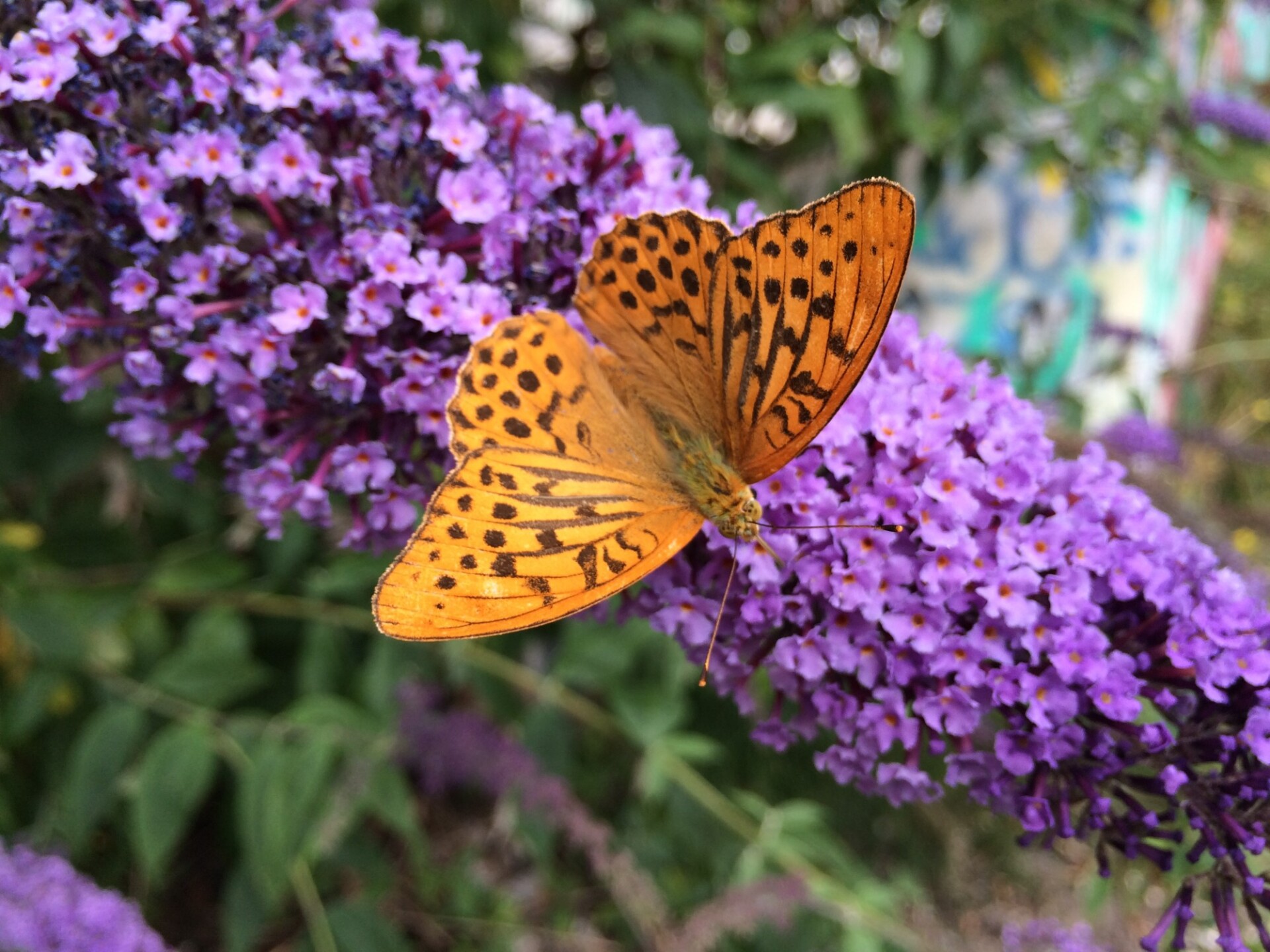 Butterfly sitting on lilac